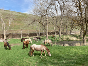 View of the GSF herd grazing around the pond area on grounds.