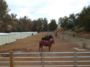 Image of Garden Springs Farm horses in their pens (alt view of the sheds in a row)